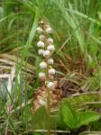 Gruszczyczka (Pyrola sp.)