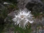 Goździk postrzępiony (Dianthus plumarius)