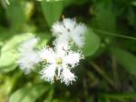 Bobrek trójlistkowy (Menyanthes trifoliata)