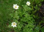 Sasanka alpejska (Pulsatilla alba)