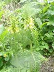 Gnidosz Hacqueta (Pedicularis hacqueti)