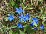 Goryczka wiosenna (Gentiana verna).