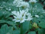 Czosnek niedźwiedzi (Allium ursinum).
