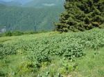 Polana reglowa z omiegiem górskim (Doronicum austriacum).