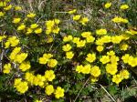 Pięciornik alpejski (Potentilla crantzii).