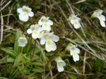 Owadożerny tłustosz alpejski (Pinguicula alpina).