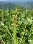 Niepozorny storczyk ozorka zielona (Coeloglossum viride).