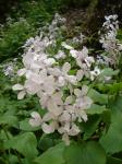 Miesiącznica trwała (Lunaria rediviva).