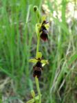 Dwulistnik muszy (Ophrys insectifera).