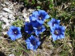 Goryczka Klusjusa (Gentiana clusii).