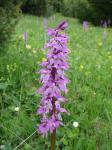Storczyk męski (Orchis mascula).