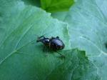 Rozpucz lepiężnikowiec (Liparus glabrirostris) - okazały przedstawiciel ryjkowcowatych.