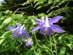 Orlik pospolity (Aquilegia vulgaris).