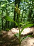 Buławnik wielkokwiatowy (Cephalanthera damasonium).