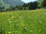 Łąka z dużym udziałem zimowita jesiennego (Colchicum autumnale) - jego obecność zdradzają okazałe, lancetowate liście.