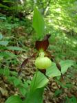 Obuwik pospolity (Cypripedius calceolus).