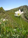 Zawilec narcyzowy (Anemone narcissifolia).