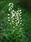 Buławnik mieczolistny (Cephalanthera longifolia).