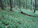 Żyzna buczyna z łanami czosnku niedźwiedziego (Allium ursinum).