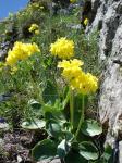 Pierwiosnek łyszczak (Primula auricula).