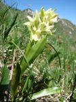 Kukułka bzowa (Dactylorhiza sambucina).