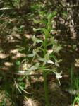 Podkolan biały (Platanthera bifolia).