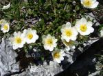 Dębik ośmiopłatkowy (Dryas octopetala) - relikt glacjalny.