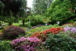 Arboretum Wojsławice, po lewej klon palmiasty (niski).