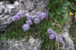 Kuklik sercolistny, Globularia cordifolia, w Polsce nie występuje.