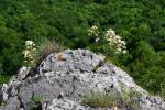 Skalnica gronkowa, Saxifraga paniculata