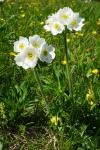 Zawilec narcyzowy, Anemone narcissiflora