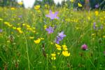 Dzwonek rozpierzchły Campanula patula na łące pełnej jaskrów.