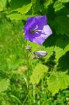 Dzwonek brzoskwiniolistny Campanula persicifolia
