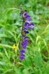 Szałwia łąkowa Salvia pratensis