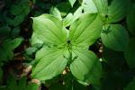 Czworolist pospolity Paris quadrifolia