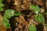Konwalijka dwulistna Maianthemum bifolium