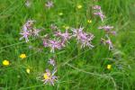 Firletka poszarpana Lychnis flos-cuculi