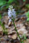 Storczyk plamisty (?) Dactylorhiza maculata (?)