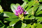 Rododendron, park w Maciejowcu
