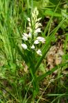 Buławnik mieczolistny Cephalanthera longifolia