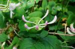 Wiciokrzew Lonicera etrusca