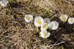 Krokus (Crocus albiflorus?)