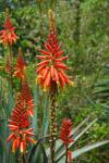 Ogród Hanbury, kwitnący aloes.