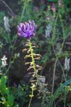 Szafirek, Muscari comosum