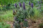 Ogród Hanbury, Echium (żmijowiec).