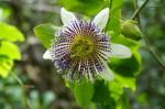 Ogród Hanbury, passiflora.