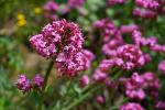 Centranthus ruber