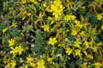 Dziurawiec Hypericum aegyptiacum