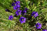 Goryczka  pirenejska (Gentiana pyrenaica)