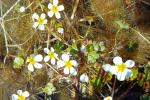 Włosienicznik (Ranunculus aquatilis)